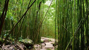A bamboo forest pathway with wooden steps. - Walk to Sandy Beach, Restaurants and Shops (Lahaina)
