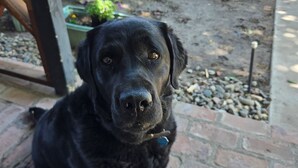 A black dog sitting on a brick patio with a garden in the background. - Historical, non Smoking, loft cottage with beautiful garden  near Riverwalk (Pueblo)