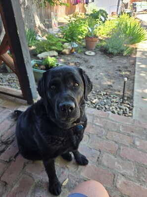 Ein schwarzer Hund sitzt auf einer Ziegelterrasse, im Hintergrund ein Garten.