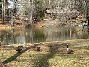 A lake with ducks and a goose, surrounded by trees and a wooden structure. - Lakeside Cabin minutes to Asheville (Buncombe County)