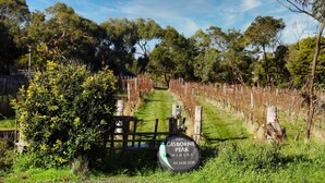 A vineyard with a wooden gate and a sign for Gisborne Peak Winery. - Gisborne Peak Winery - Blue Gum Guest House (Gisborne)