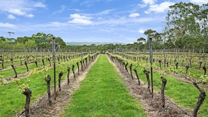 A vineyard with rows of grapevines and a grassy path. - Gisborne Peak Winery - Blue Gum Guest House (Gisborne)