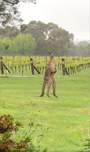 Un kangourou se tient debout dans un champ d’herbe, avec des arbres et une clôture en arrière-plan.