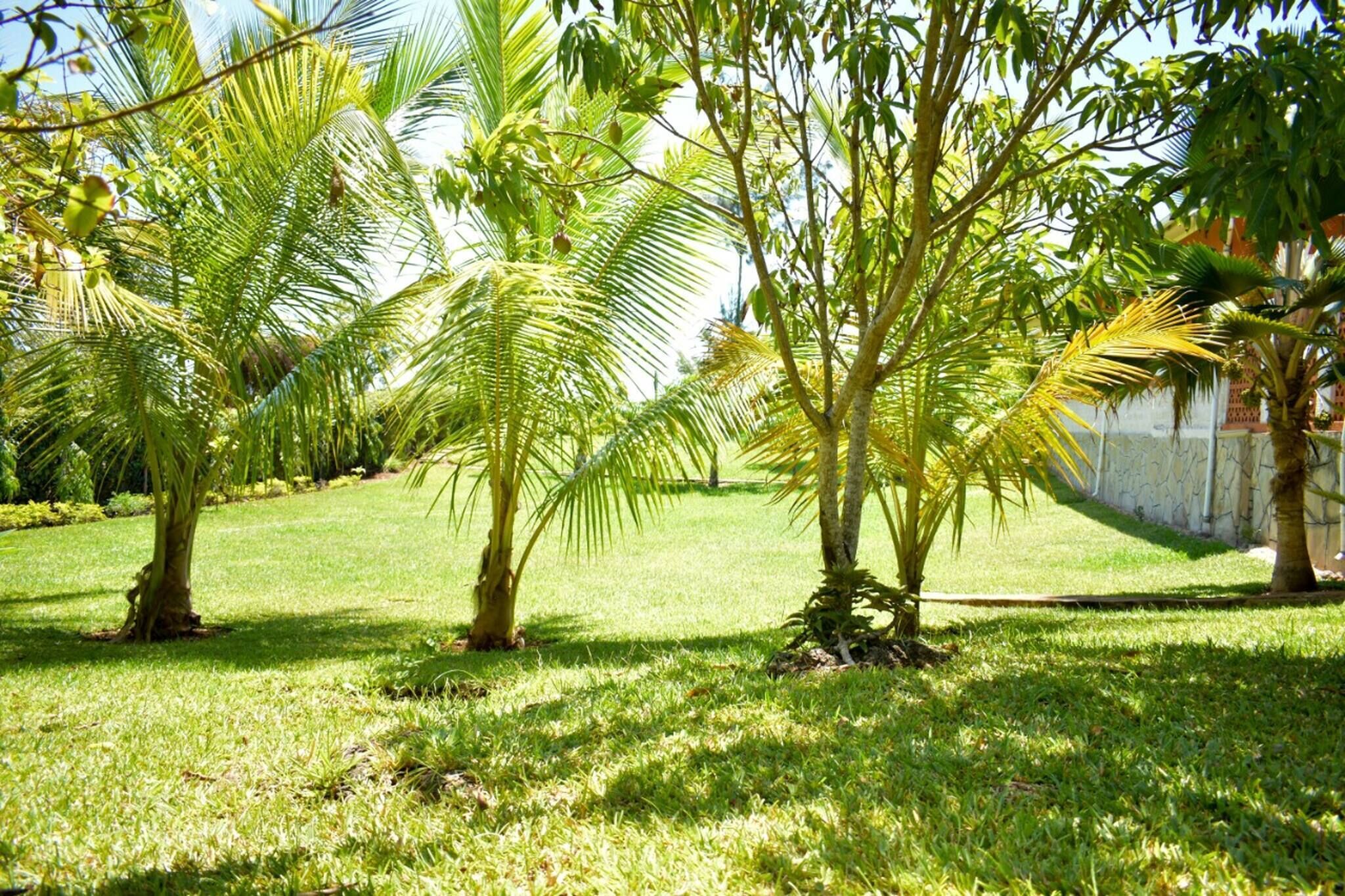 A garden with palm trees and a stone wall.