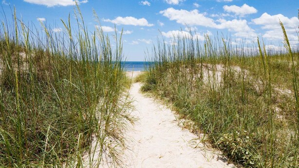 A sandy path leading to a beach with tall grass on either side.