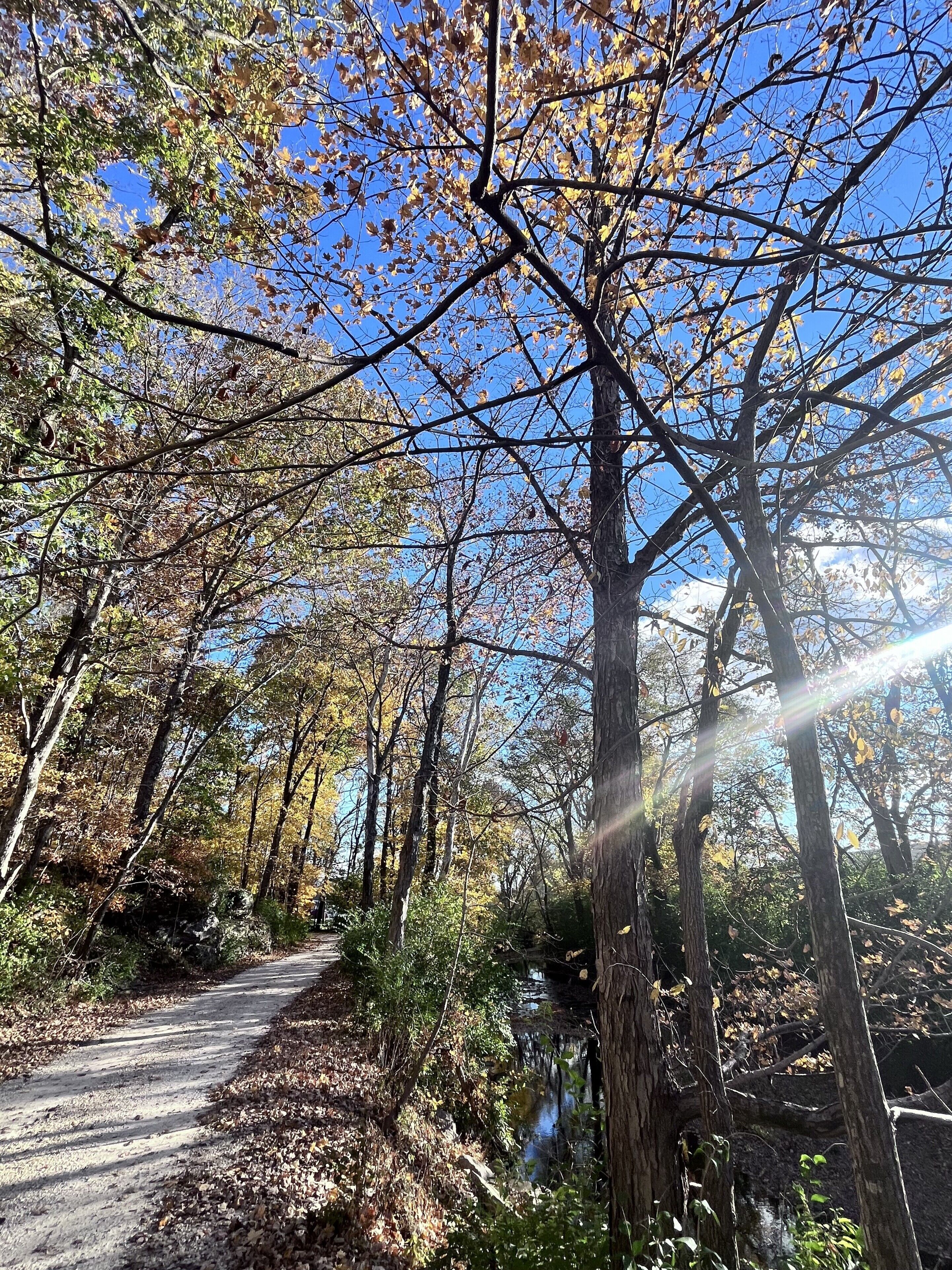 A forested path with trees and a clear sky.