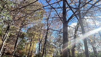 A forested path with trees and a clear sky.