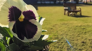 A flower in the foreground with a building in the background. - Tranquil Nature Resort (Dehradun)