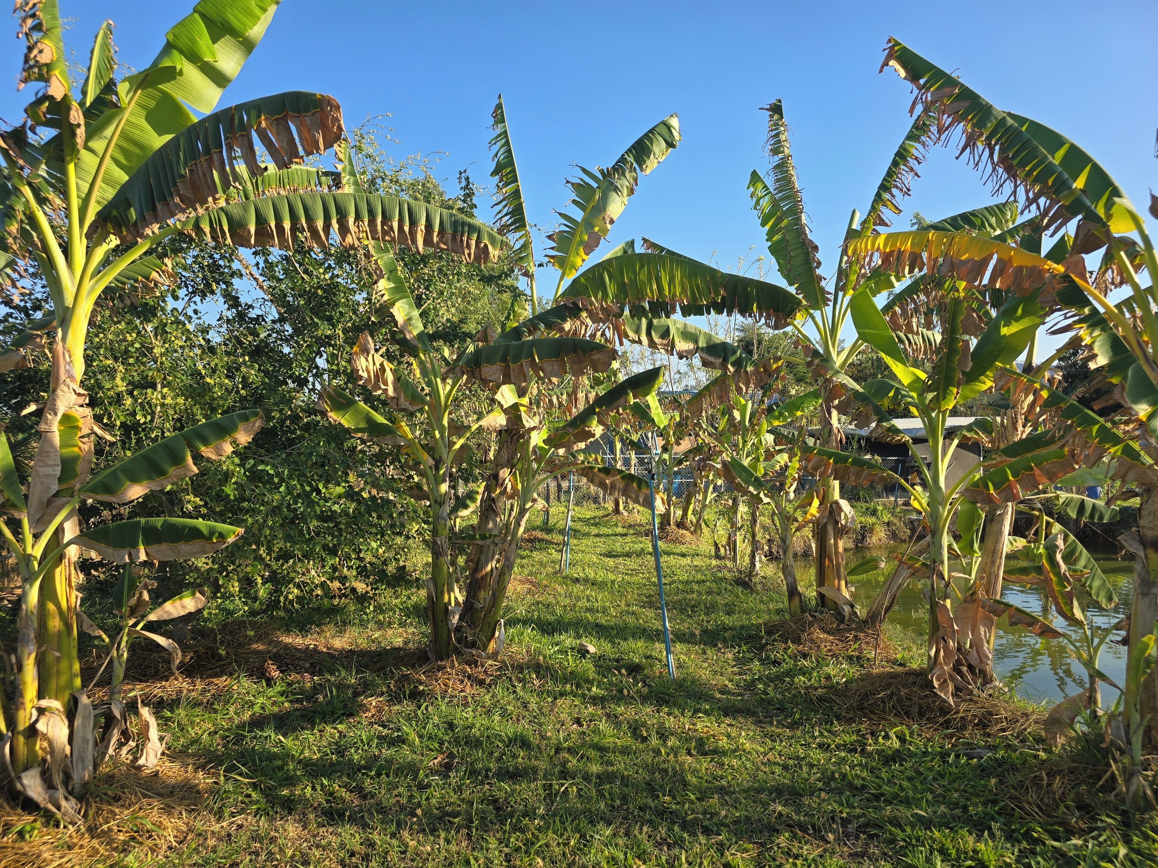 Un bananal con árboles y una zona cubierta de césped.