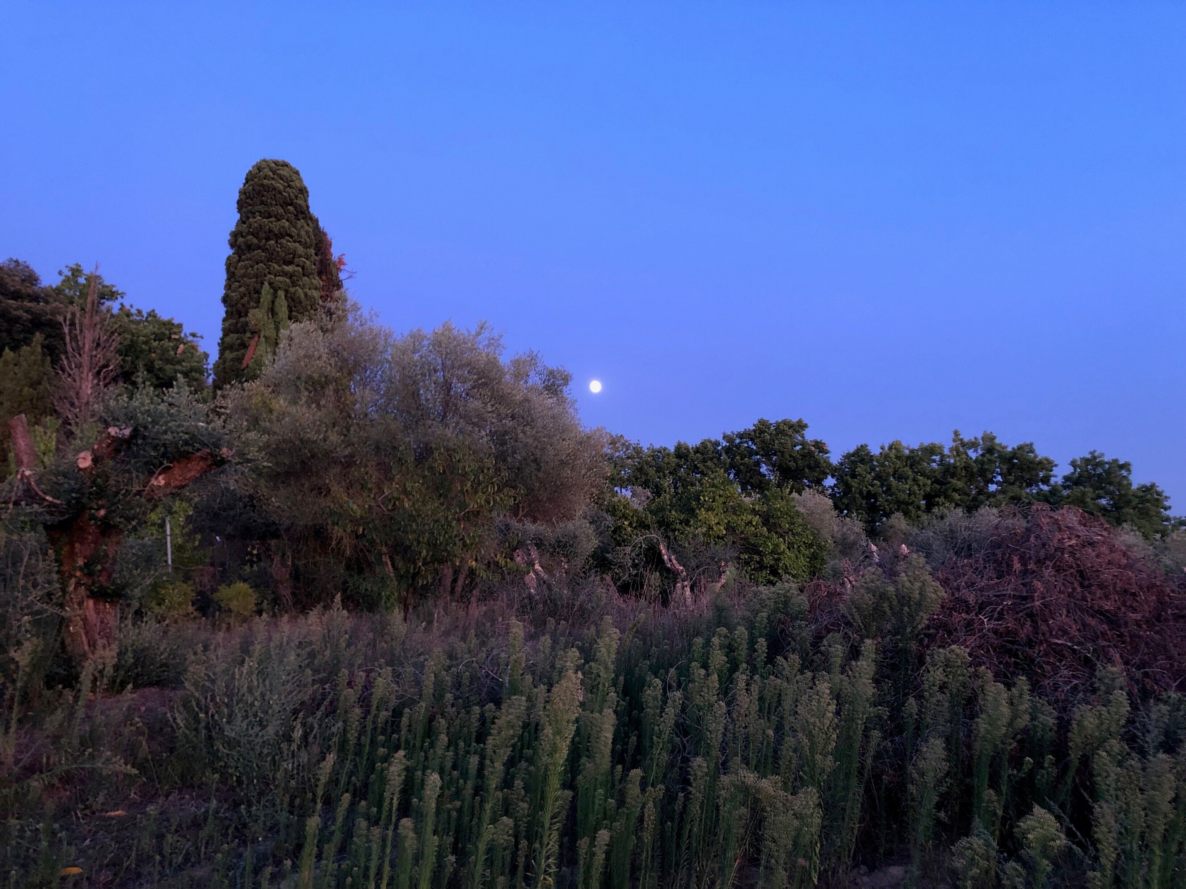Eine Landschaft mit verschiedenen Bäumen und blauem Himmel.