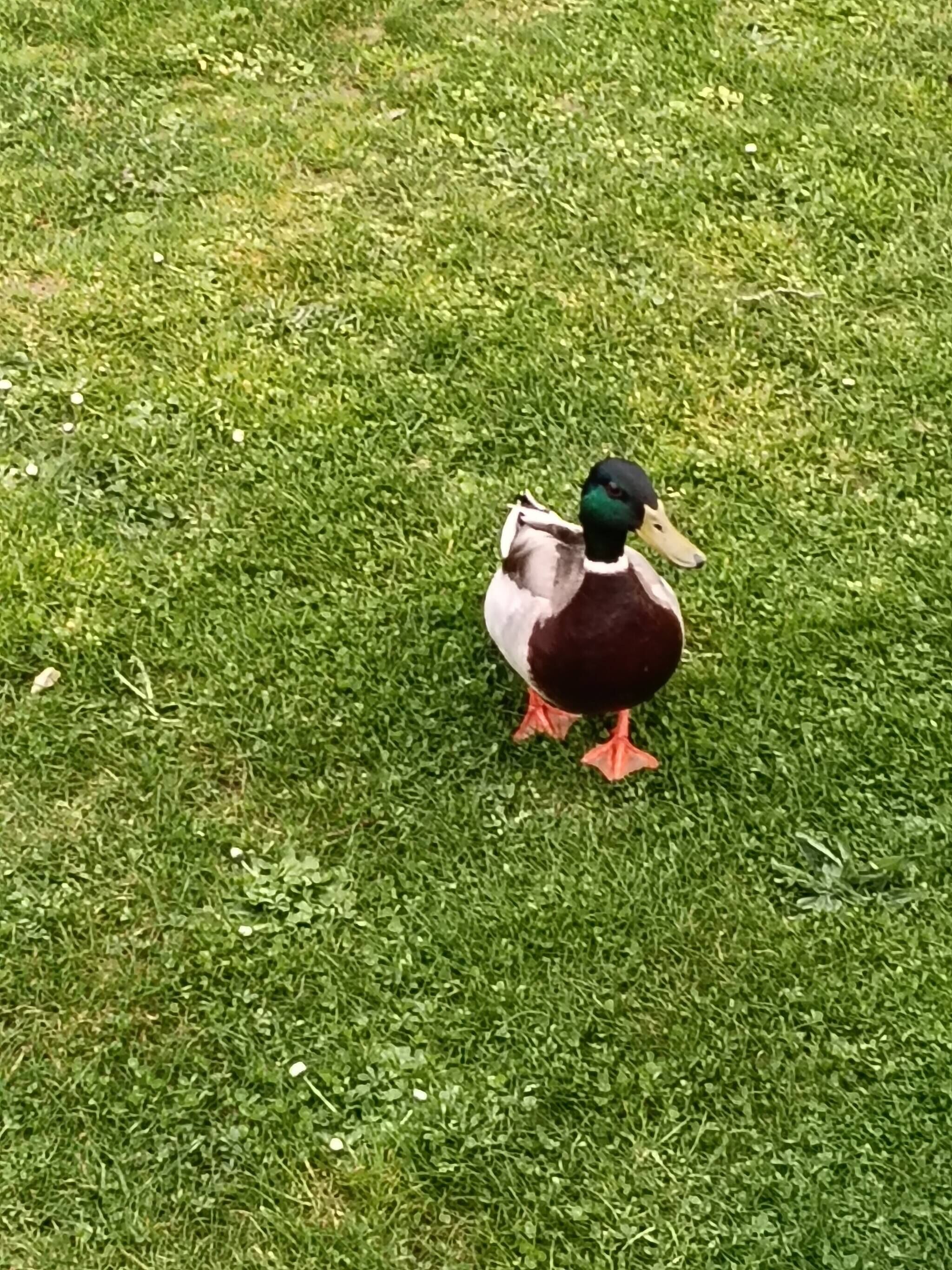 A duck standing on grass.