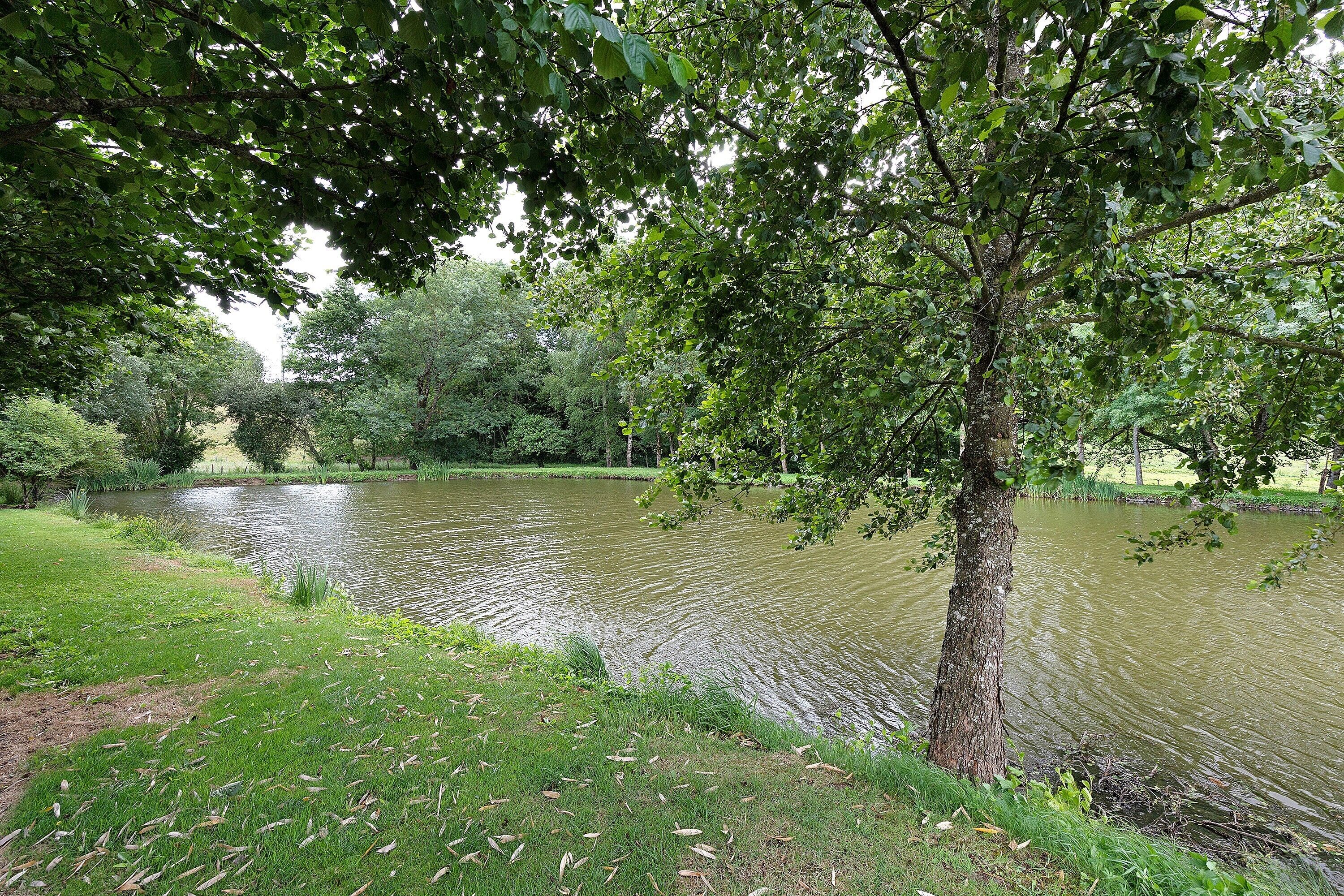 A pond surrounded by trees and grass.