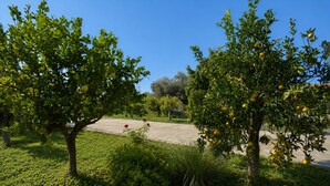 Un espace extérieur agrémenté d’arbres fruitiers, d’un chemin pavé et d’un ciel dégagé.
