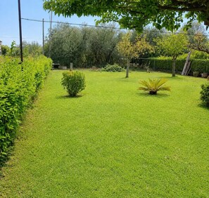 A well-maintained grassy area with a hedge, a small bush, and a tree.