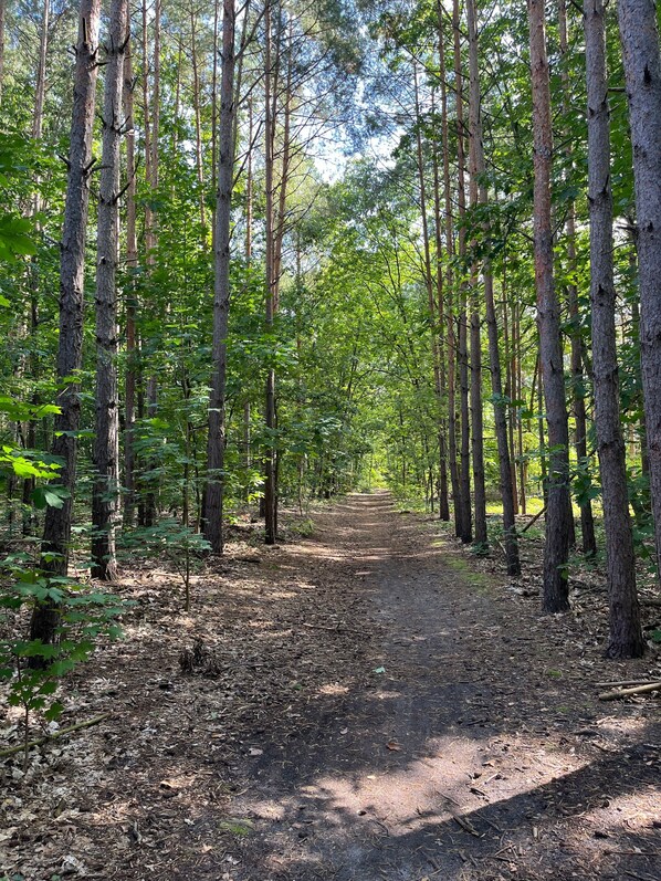 A forest path surrounded by tall trees. - Boutique Beach Villa for Groups – Wellness, Garden Dining & Lakes near Berlin (Bestensee)