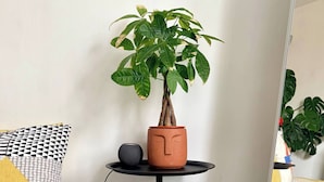 Une plante en pot est posée sur une petite table noire ornée d’un motif représentant un visage, à côté d’un haut-parleur et d’un lit recouvert d’une literie à motifs.