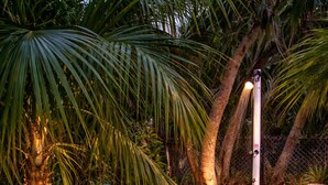 A large outdoor bathtub filled with water and rose petals, surrounded by a garden with palm trees and a pathway. - Cozy 2bdrm private home/Cayman Brac W/ AC, gym, WiFi & outdoor tub (Cayman Islands)