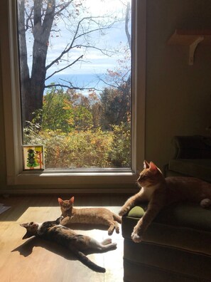 Interior - Pet & Kid Friendly 1800 Farmhouse retreat in Western Maine (Woodstock)