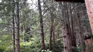 Un área boscosa con árboles altos y una estructura de madera.