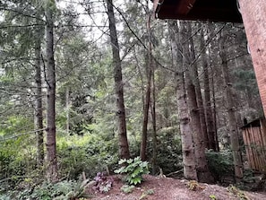 A forested area with tall trees and a wooden structure.