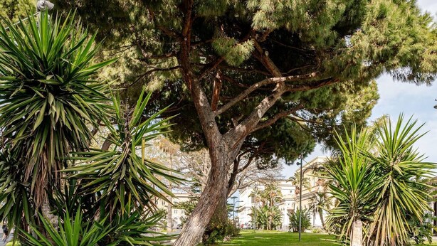 Un sentiero che conduce a un grande albero in un parco.