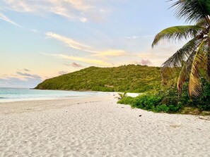 Une plage de sable blanc, un palmier et une colline en arrière-plan.