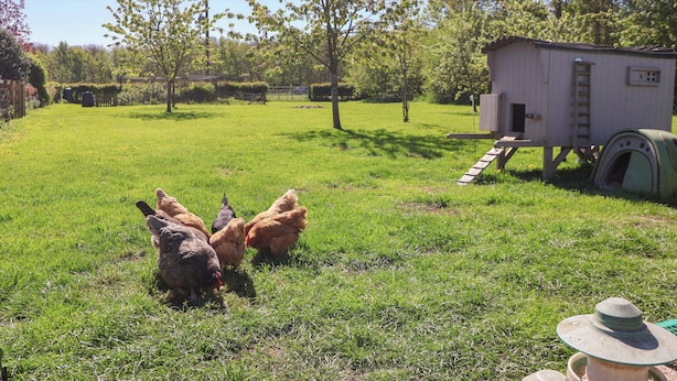Un espacio al aire libre con césped y un pequeño edificio blanco, posiblemente un gallinero, con una escalera que lleva hasta él.