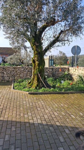 Un arbre avec un tronc épais et un mur de pierre en arrière-plan.