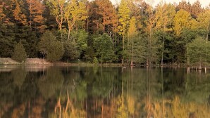 A calm lake surrounded by dense forest. - Private Lakefront Cabin for Fishing, Relaxation and Outdoor Recreation (Plumerville)
