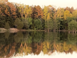 A calm lake surrounded by dense forest.