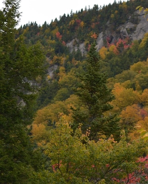 A forested mountain landscape with dense trees and rocky cliffs.