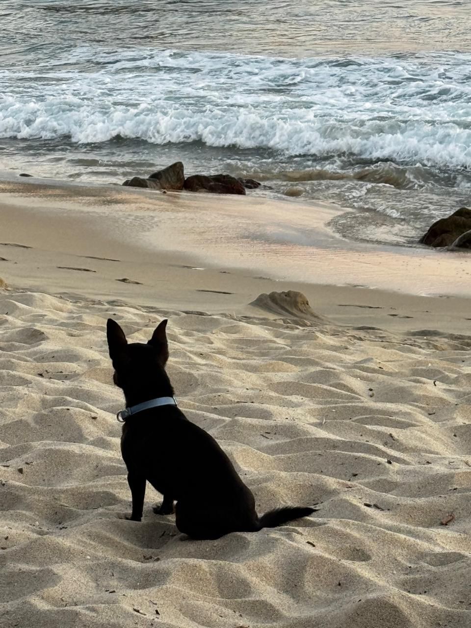 Un chien assis sur une plage de sable, avec des vagues en arrière-plan.