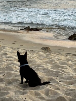 Un perro sentado en una playa arenosa con olas al fondo.