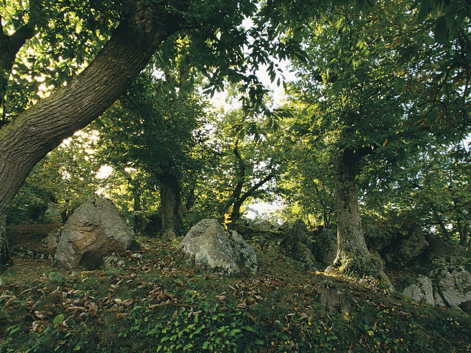 A forested area with large rocks and trees.