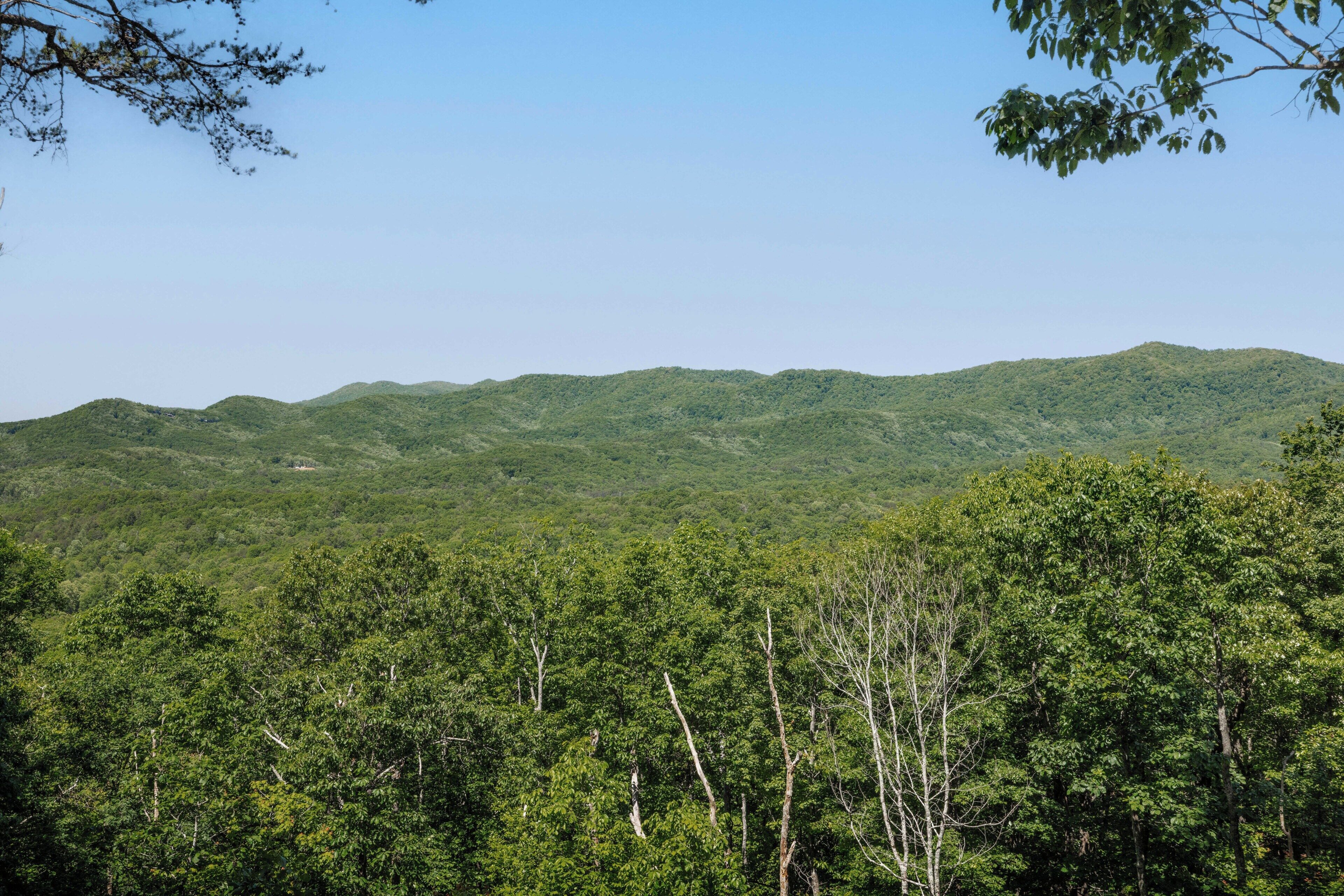 A mountainous landscape with dense green forest.