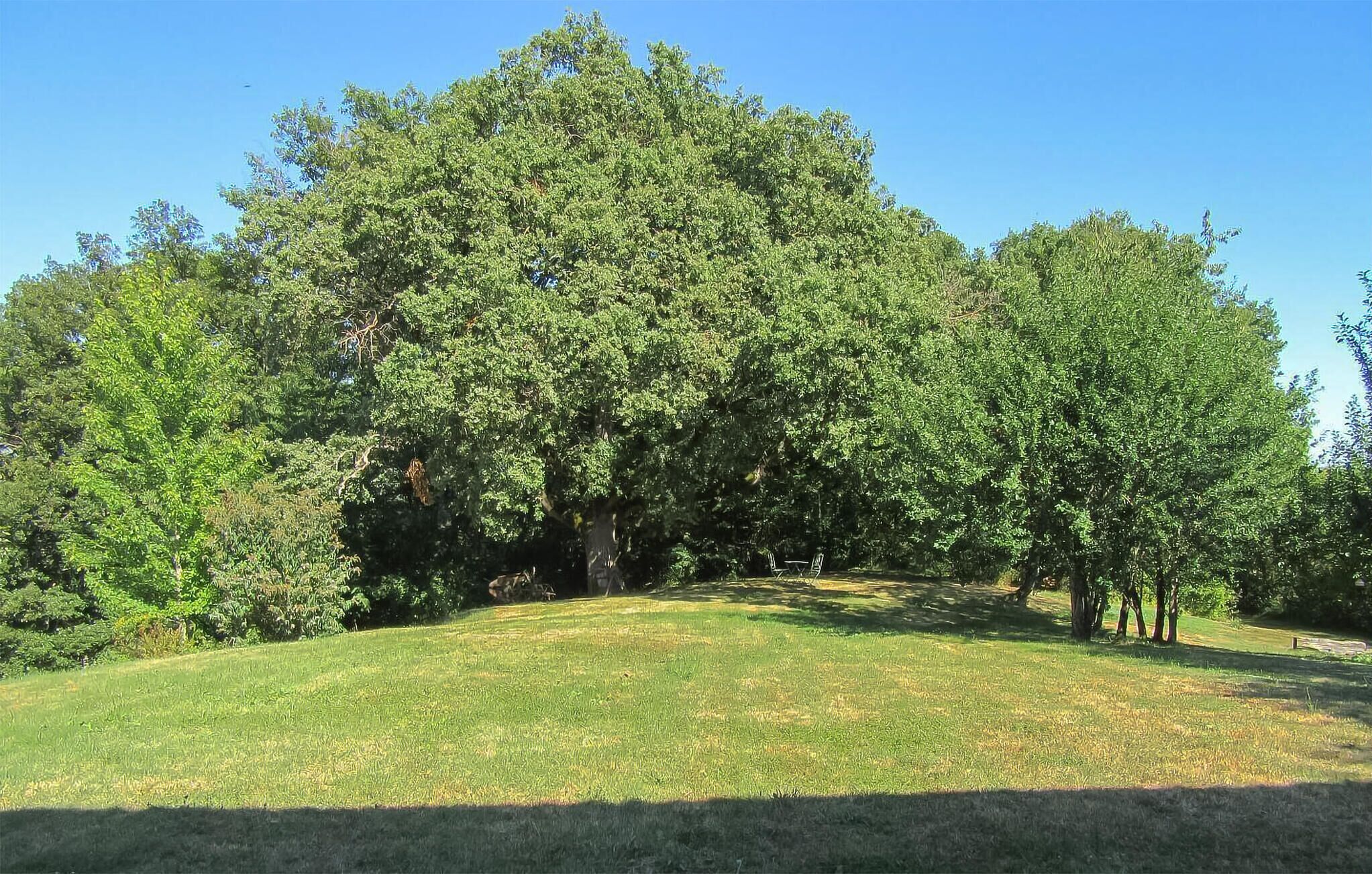 A large, dense tree in a grassy area with a clear sky.