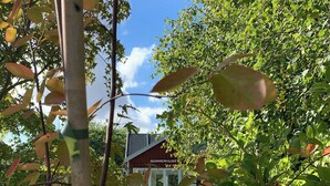 Ett hus med en veranda, omgivet av träd och gräs.
