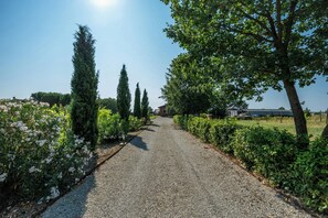 Property grounds - Private villa with pool on Cortona vineyards (Cortona)