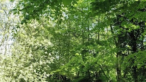 Uma área arborizada com um banco e um monte de pedras.