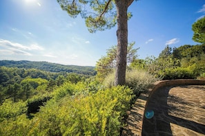 Property grounds - Hidden villa among olive trees in Tuscany (Palaia)