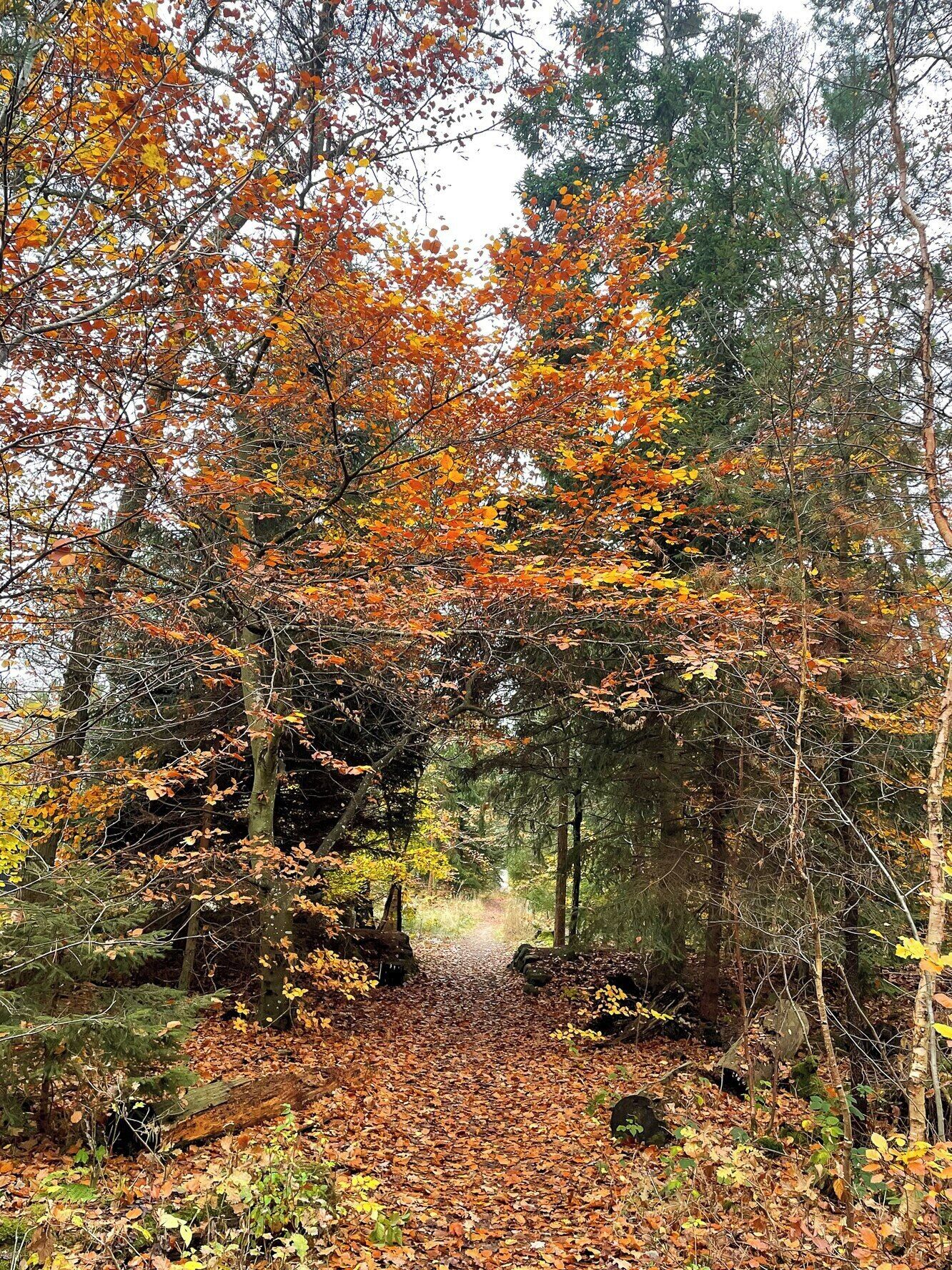 Ein Waldpfad, umgeben von Bäumen mit Herbstlaub.