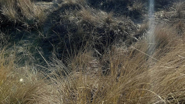 Une plage avec des dunes herbeuses et un ciel dégagé.