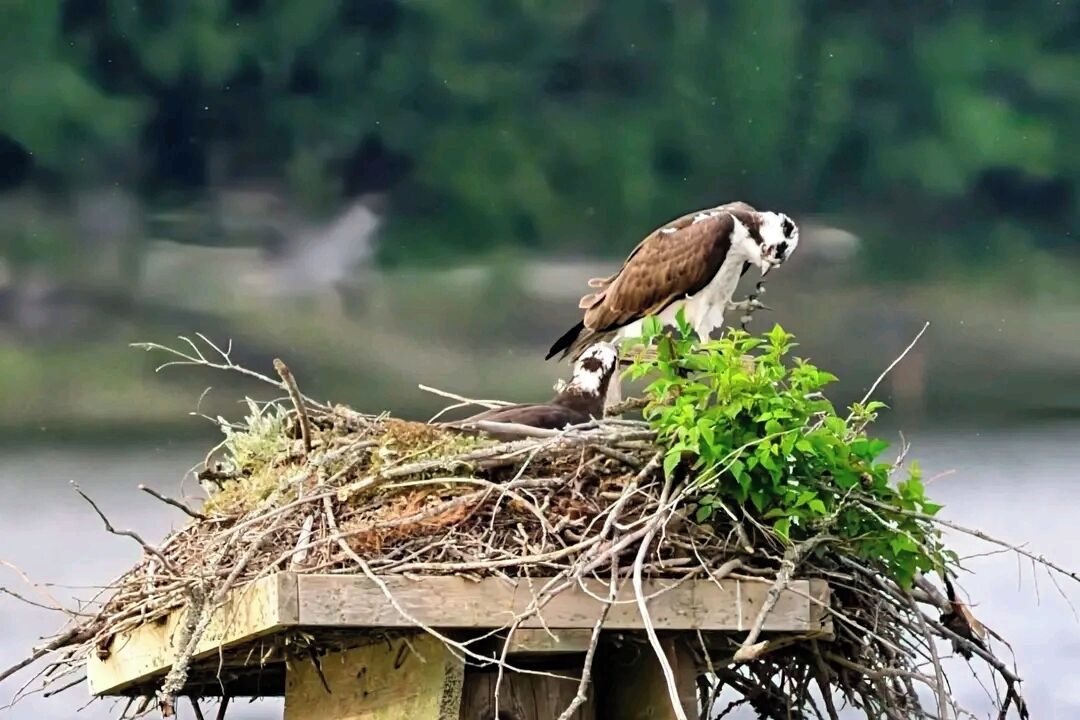 A bird on a nest atop a wooden structure by a body of water.