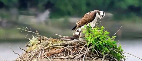 A bird on a nest atop a wooden structure by a body of water.