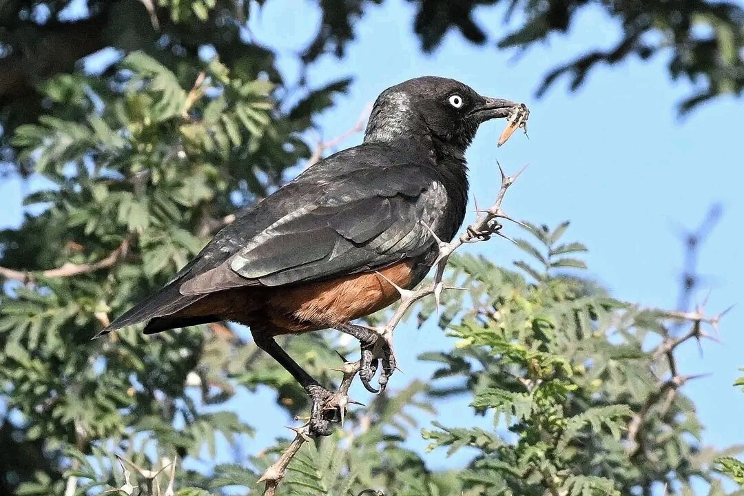 A bird perched on a branch.