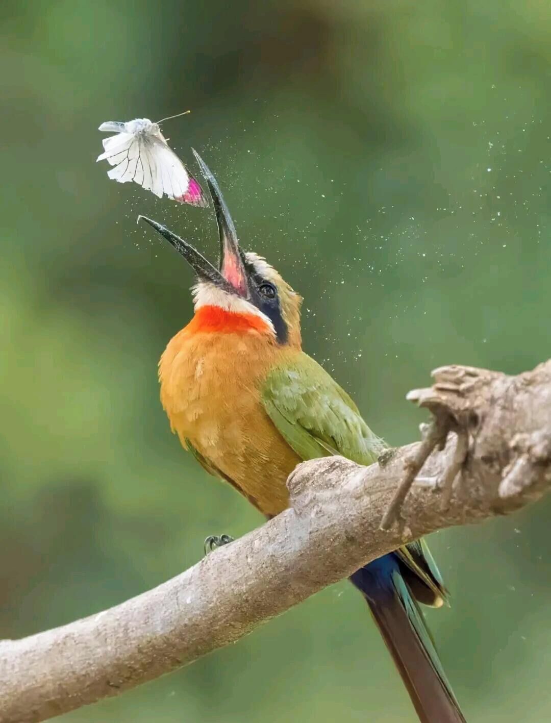 A bird perched on a branch.