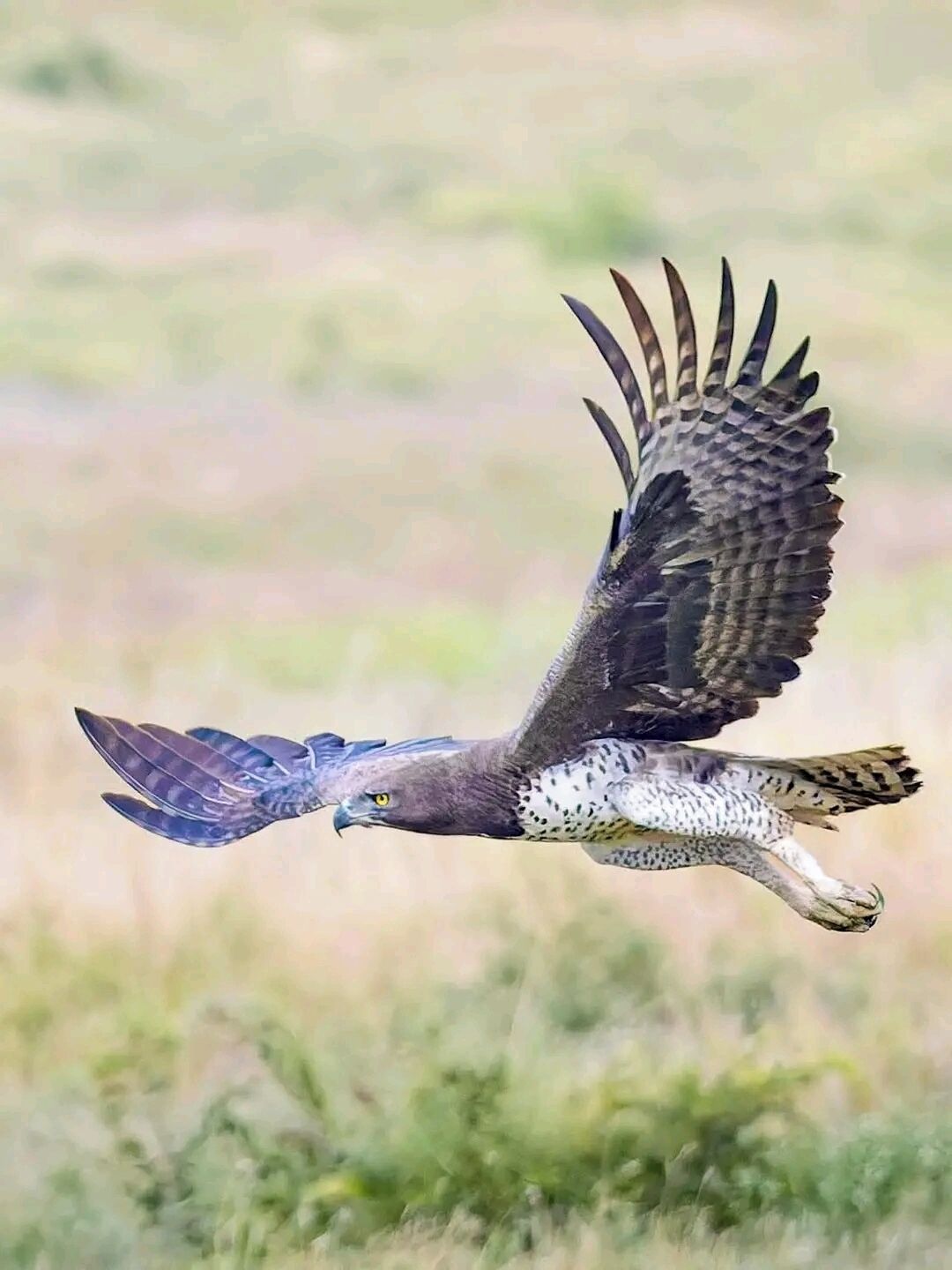 Ein Greifvogel in voller Flugstrecke mit ausgebreiteten Schwingen.