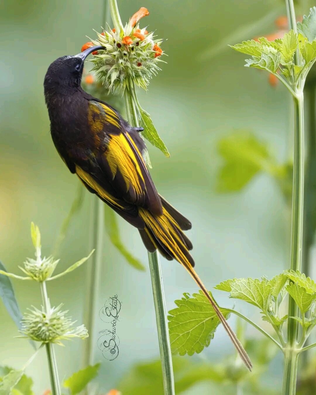 Um pássaro pousado em uma planta.