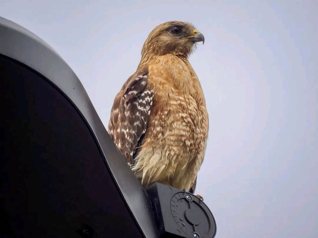 A bird perched on a structure.