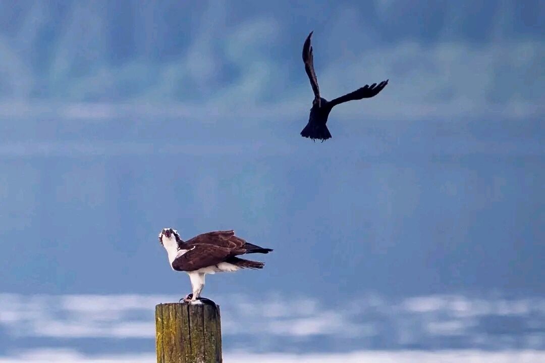 Un pájaro posado en un poste de madera, con un cielo despejado al fondo.